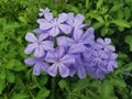 CapeÃ¢â¬â¹ leadwortÃ¢â¬â¹ lsÃ¢â¬â¹ aÃ¢â¬â¹ flowerÃ¢â¬â¹ thatÃ¢â¬â¹ likesÃ¢â¬â¹ toÃ¢â¬â¹ show inÃ¢â¬â¹ theÃ¢â¬â¹ sunÃ¢â¬â¹